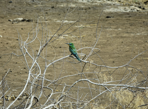 Blue-cheeked bee-eater (Merops persicus persicus) - Djudj, Senegal photo