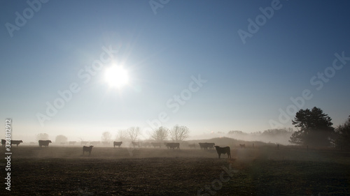 cattle farm in morning