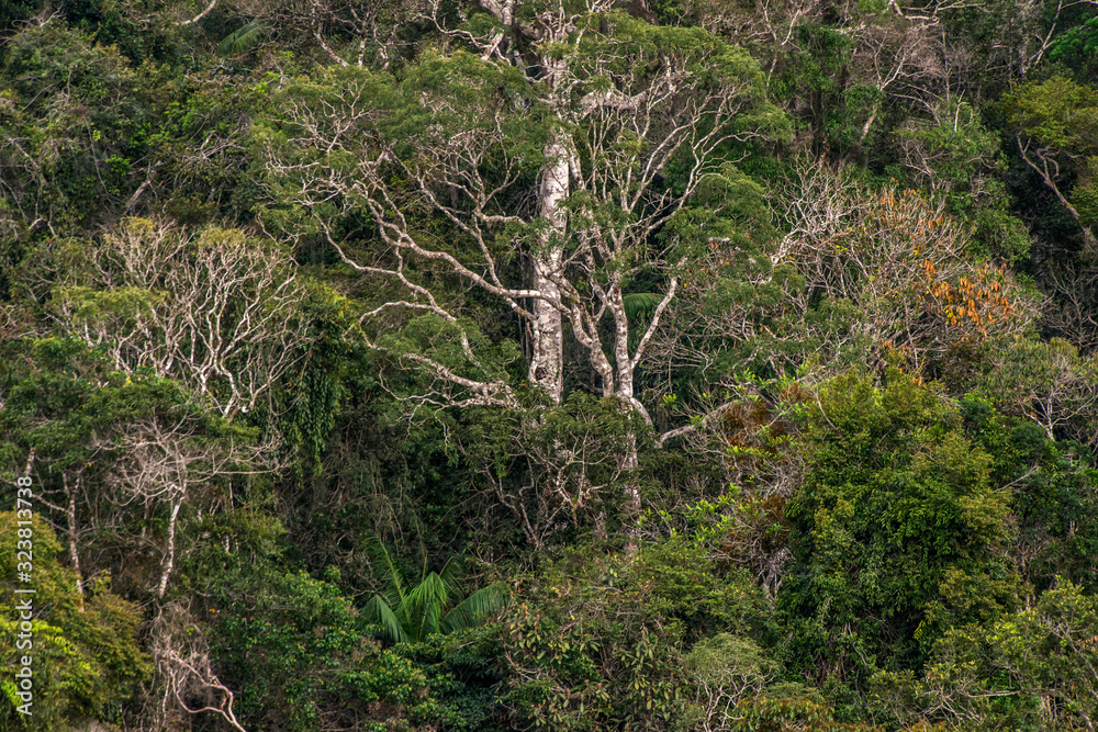 Forest Landscape photographed in Santa Teresa, Espirito Santo. Southeast of Brazil. Atlantic Forest Biome. Picture made in 2016. Forest Landscape photographed in Santa Teresa, Espirito Santo. Southeast of Brazil. Atlantic Forest Biome. Picture made in 2016.