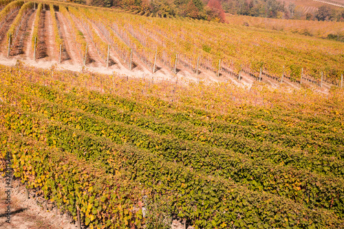 Countryside of Barolo, famous wine production city of Langhe, Piedmont, Italy photo