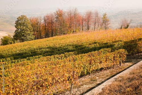 Countryside of Barolo, famous wine production city of Langhe, Piedmont, Italy photo