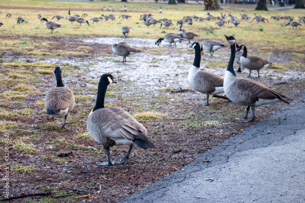 Flock of Geese