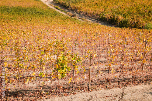 Countryside of Barolo, famous wine production city of Langhe, Piedmont, Italy photo