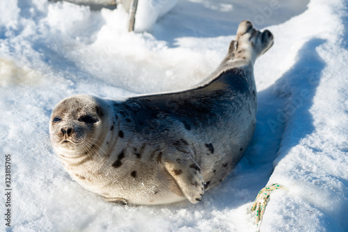 Adult harp seal with a shinny soft fur coat. The grey seal has dark brown spots and a grey and tan colored coat. The animal has dark eyes, long whiskers, heart shaped nose with short flippers. 