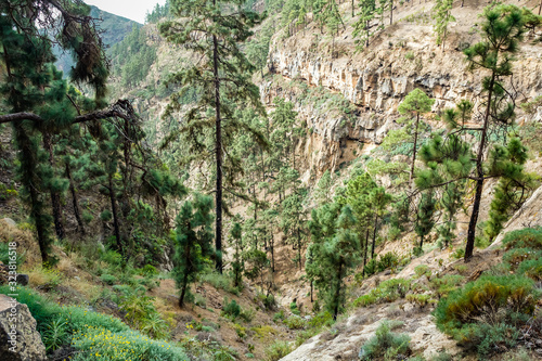 Stony path at upland surrounded by pine trees at sunny day. The slopes of a narrow deep gorge covered with centuries-old pines. Rocky road in dry mountain area with needle leaf woods. Tenerife