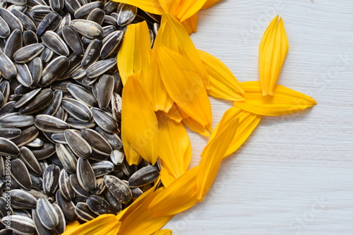 Helianthus annuus: Fresh sunflower seeds, with sunflower flower petals