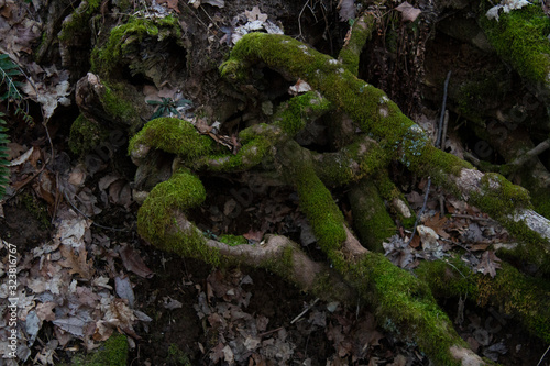 tangled tree roots with moss