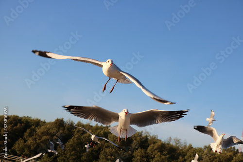 seagull in flight