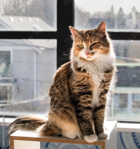 Cat with eye infection. Conjunctivitis caused by feline herpes virus. One eye is closed because it's painful. Female kitten sitting on a shelf in front of a window. Torbie cat (tortoiseshell tabby)
