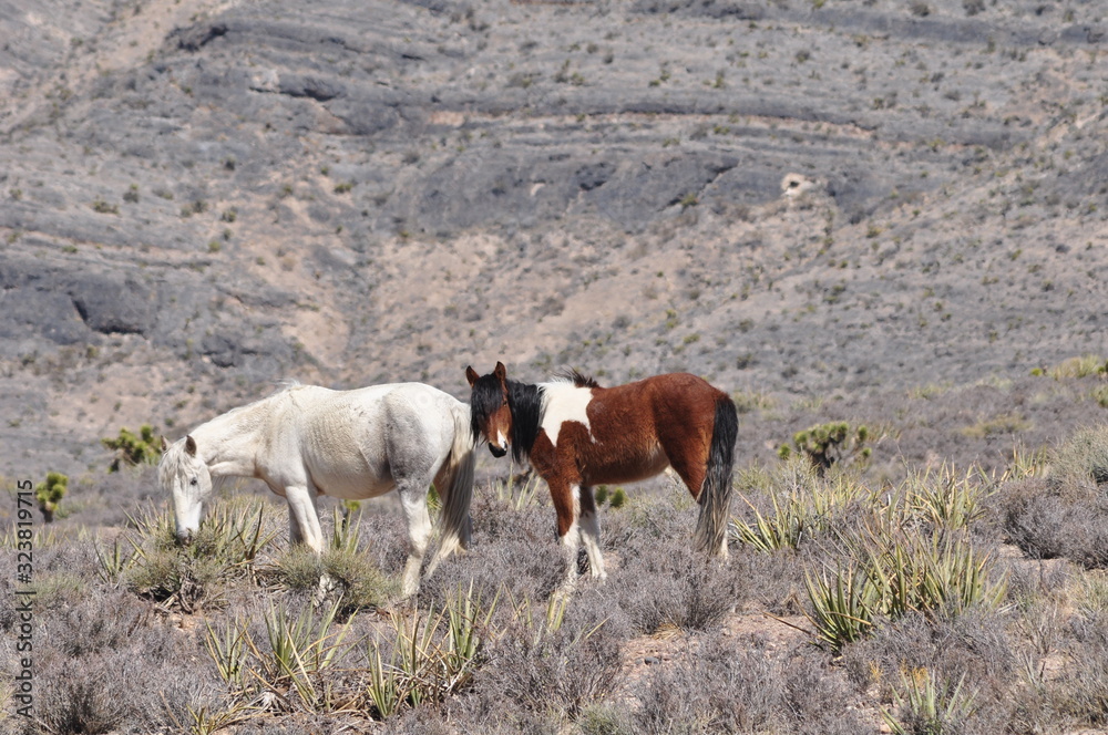 Naklejka premium Two Wild Horses