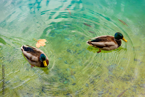 Ducks swimming on turquoise water photo