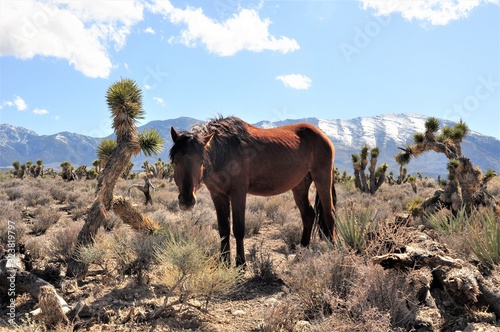 Wild Mustang Nevada