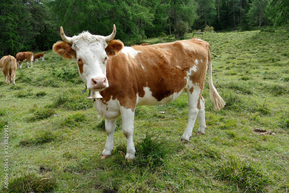 Swiss Cow Swiss Cow