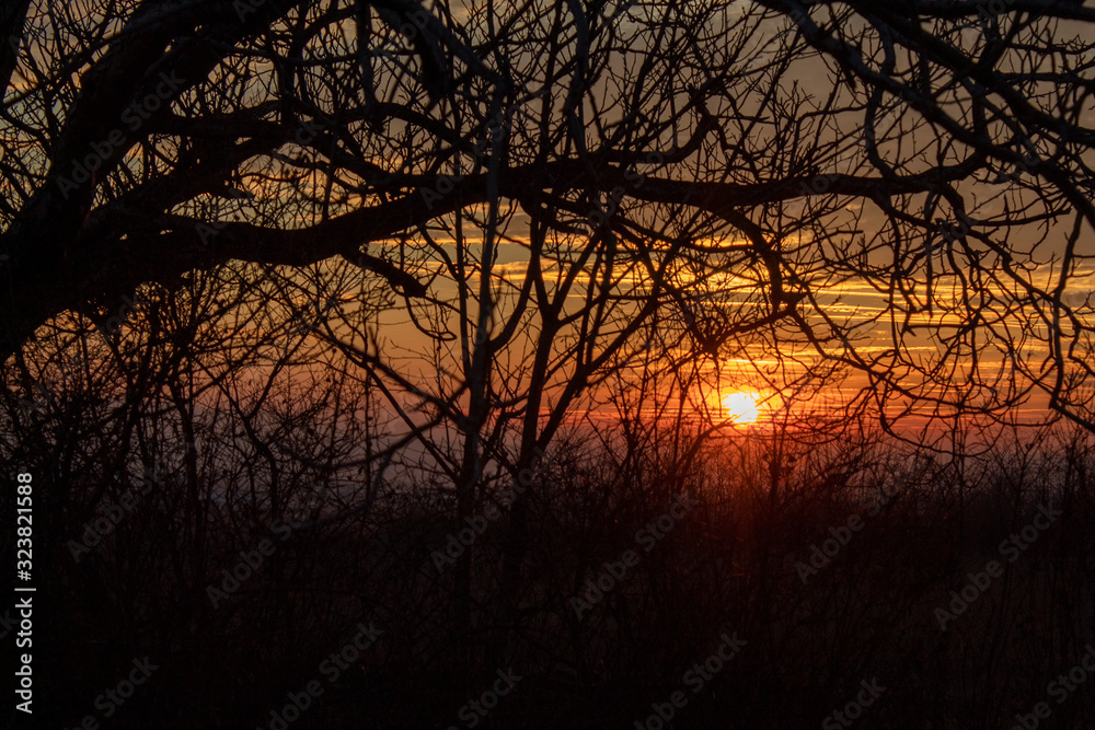Sunset Behind The Tree Branches