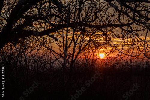 Sunset Behind The Tree Branches © bojanzivkovic