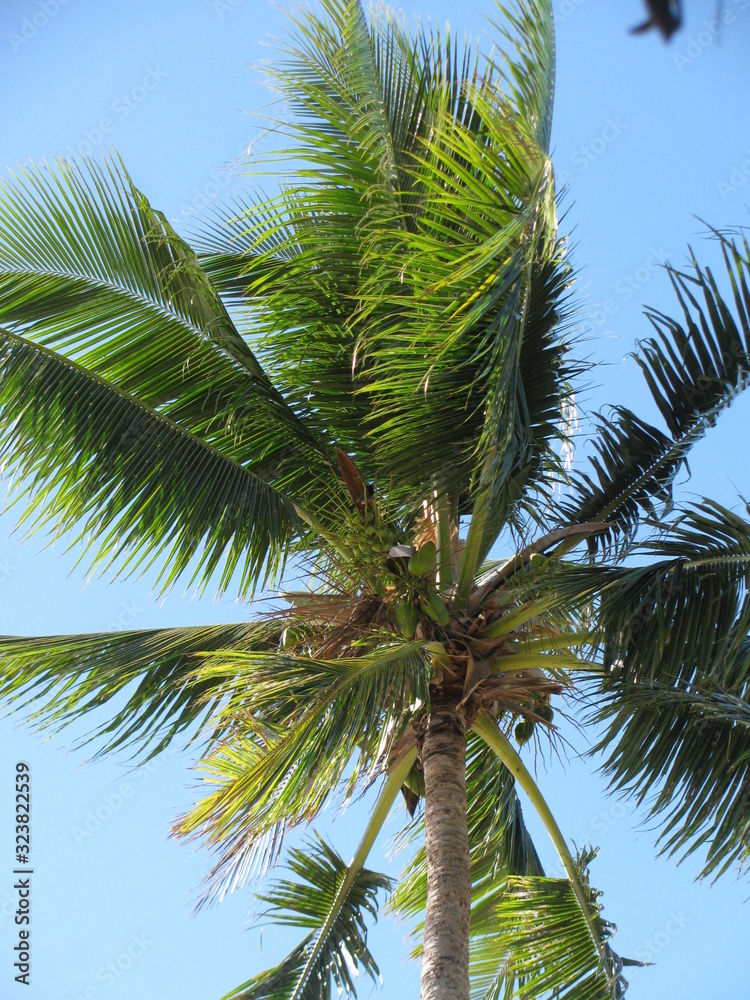 palm tree with blue sky in background palm tree with blue sky in background
