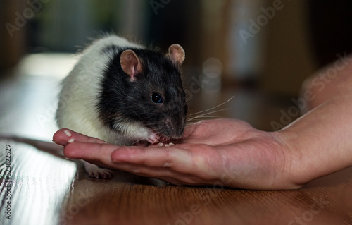 Rat in the room.A rat eats grain from his hand. Symbol of the year 2020.