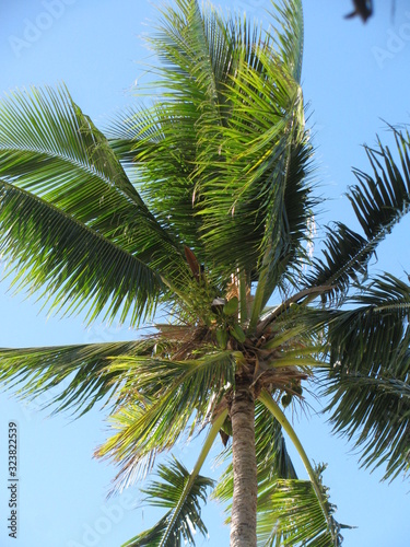 palm tree with blue sky in background © HELME