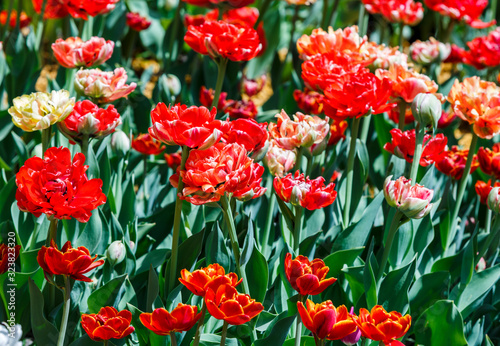 Field of red tulips with selective focus. Spring, floral background. Garden with flowers. Natural blooming. © Natali