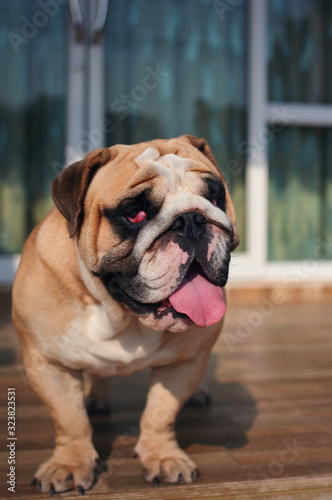 Tongue out face of English bulldog