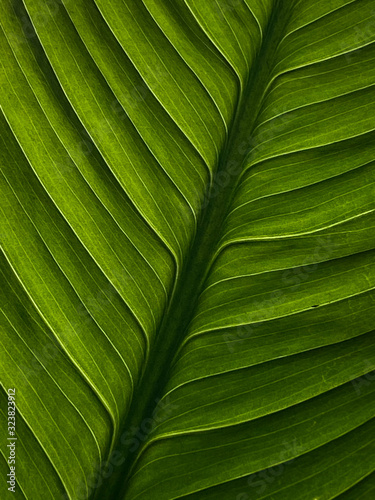 green leaf of palm tree