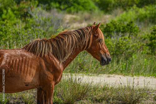 Wild horse  © Carl