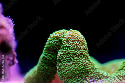 Green Carpet anemone - Stichodactyla haddoni photo