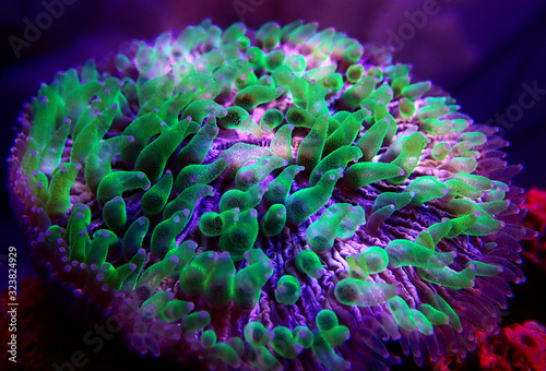 Green polyp plate coral - Fungia (Fungiidae) LPS coral photo