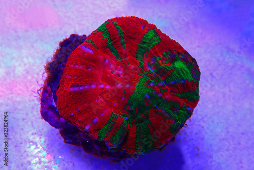  Scolymia Large Polyp Stony coral - Scolymia wellsii photo