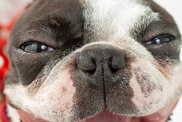Leinwandbilder Französische Bulldogge Gesicht einer Französischen Bulldogge  © 濵田 一男