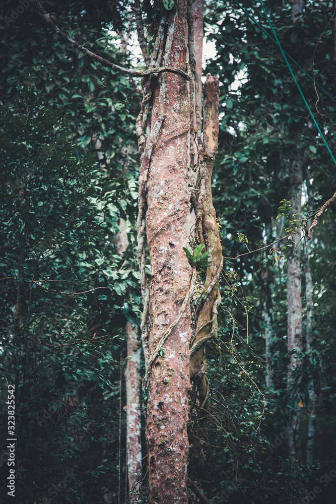 Fototapeta premium Borneo