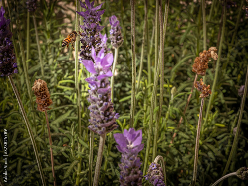 Abejas y flores de lavanda  Bees and lavender flowers 021