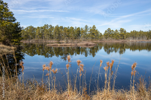 Bushy beard grass and atlantic white cedar on the edge of a bog in the New Jersey Pine barrens photo