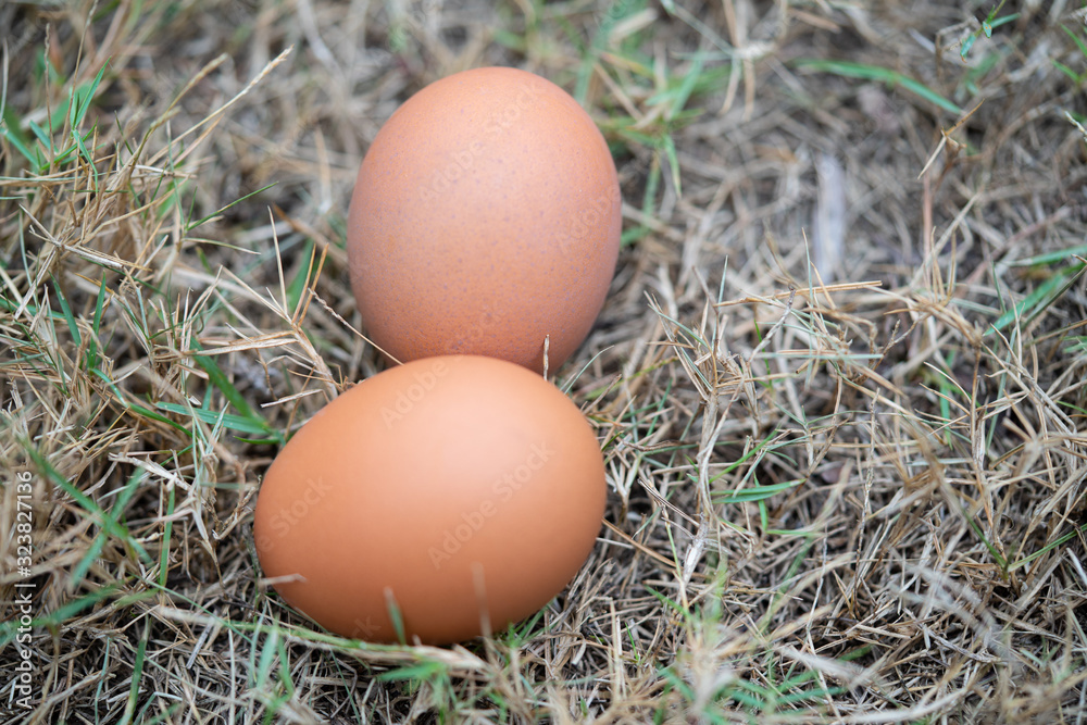 egg egg
