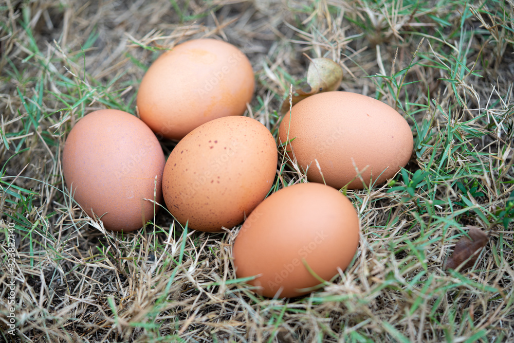 egg egg