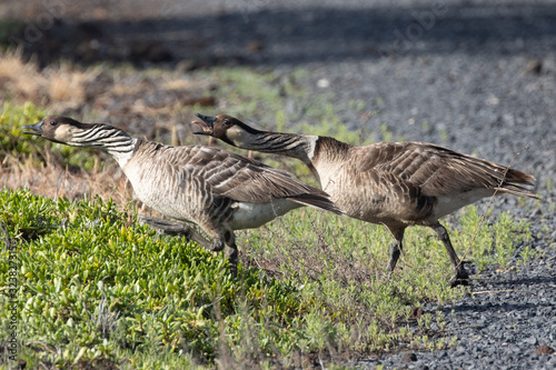 Nene geese at Kanaha Pond