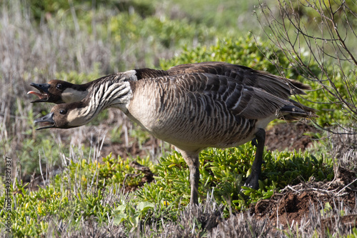 Nene geese at Kanaha Pond