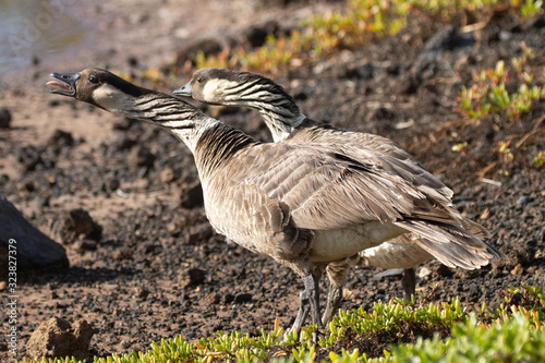 Nene geese at Kanaha Pond