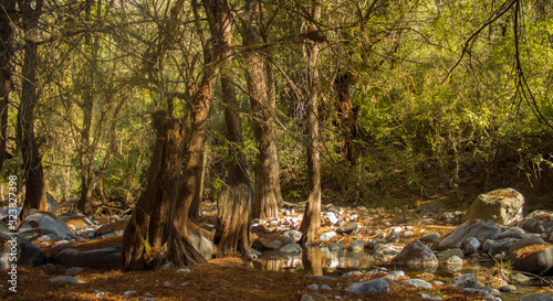 Rio y bosque