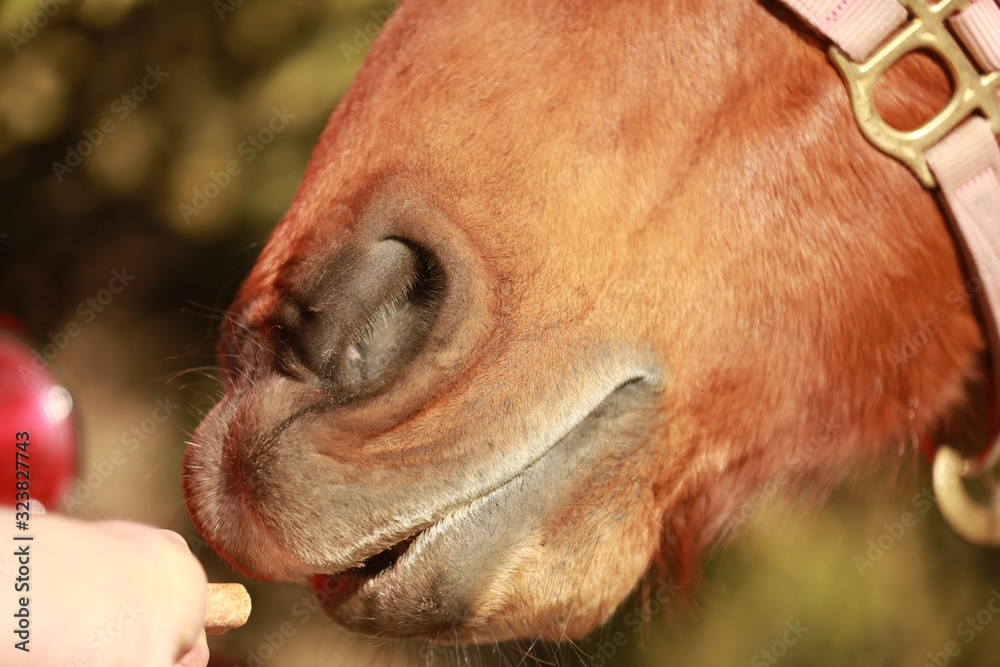 An up close presentation of a horse showing teeth and taking a treat ...