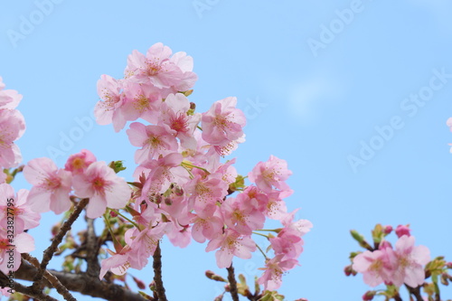 早春の早咲きの桜（河津桜）の花が咲く