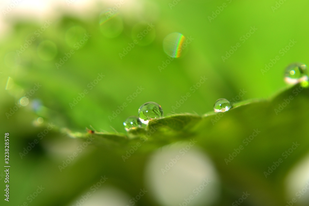 raindrops at the tip of a strawberry leaf