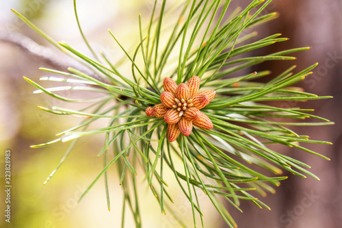 Pine Tree Branch Background with New Pine Cone Close Up