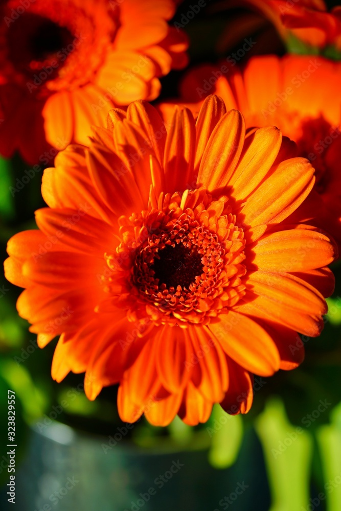 Fototapeta premium Bright orange gerbera daisy flowers