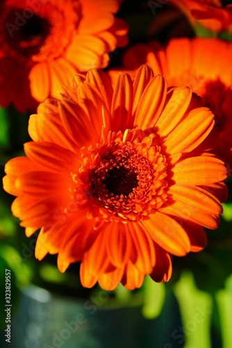Bright orange gerbera daisy flowers