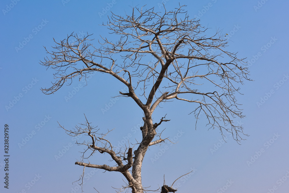 Single old and dead tree on blue sky background Single old and dead tree on blue sky background