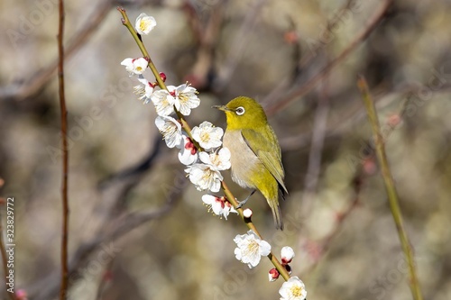 梅の花と鳥