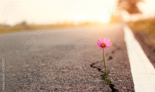 Fotografia Close up, Pink flower growing on crack street sunset background