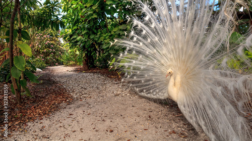 White peacock Pavo Albus bird with its feathers spread