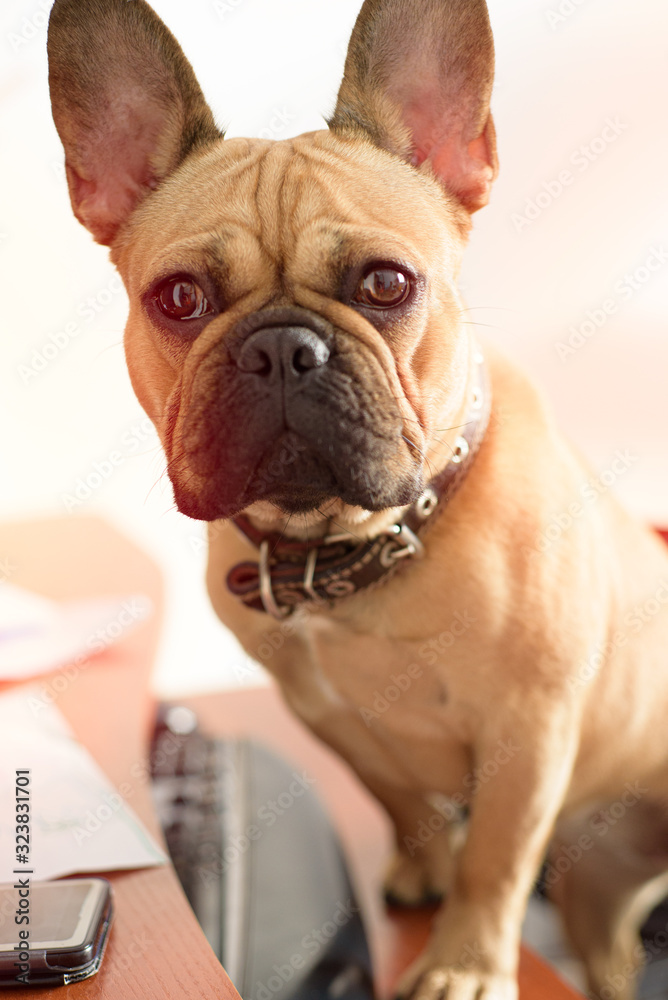 A dog sits on an office chair and works on a computer. Vertical
